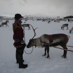 Auf einer Rentierfarm einer Samifamilie